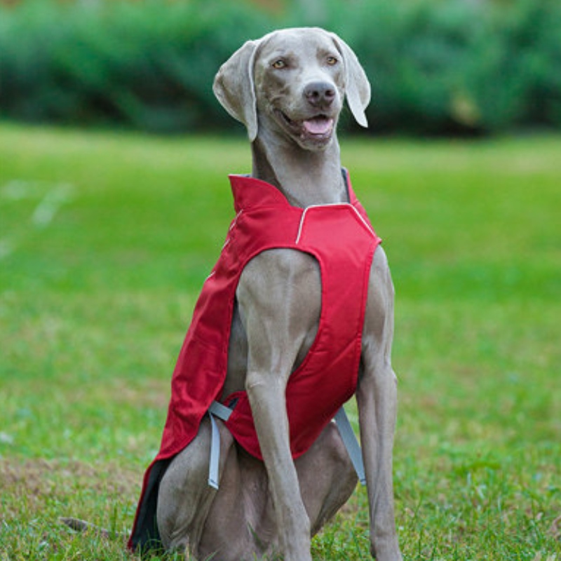 Cappotto di cane riflettente stile classico impermeabile Giacca per cani invernali regolabile reversibile leggero